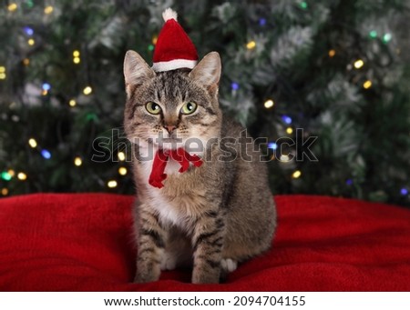 Little Cat in a red hat of Santa Claus sitting on the background of the Christmas tree. Kitten close up on a red pillow. Christmas lights. Happy New Year. Cute cat with green eyes. Tabby. Winter. 2024