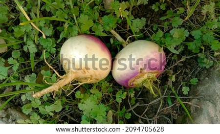 Turnip is lying in Agricultural field. Turnip after harvesting. Turnip product of Pakistan. Vegetable photography. Two yam fresh Turnip in ground. Plant background. Food concept background. Top view