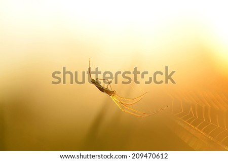 Closeup photo of a spider on web at sunrise