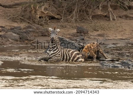 This Common Zebra had a hard time crossing the Mara River during the Great Migration in Maasai Mara National Reserve. Got stuck in the mud, Hyaena and Crocodile attacked it right away, the crocs won..