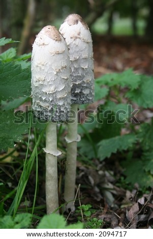 Closeup of two mushrooms (coprinus comatus). Royalty-Free Stock Photo #2094717
