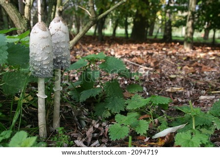 Two mushrooms (coprinus comatus) in a forest. Royalty-Free Stock Photo #2094719