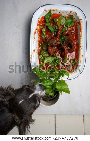Octopus in tomato sauce with basil and chihuahua dog. Top view
