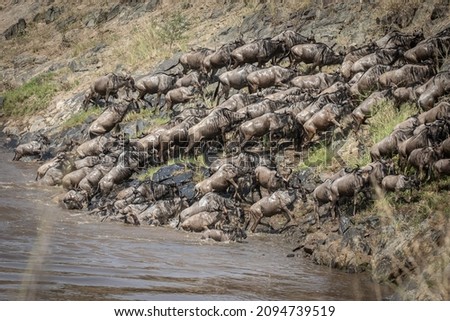 Wildebeests crossing the Mara river during the Great Migration, Maasai Mara Kenya