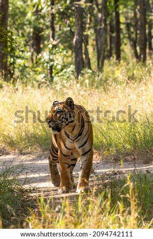A female tigress walking head-on towards the photographer inside Pench tiger reserve during a wildlife safari