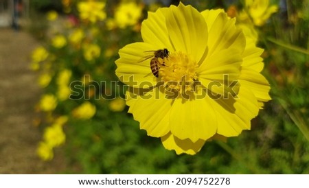  Beautiful bright yellow colour flower with natural green blur back ground  with honeybee  