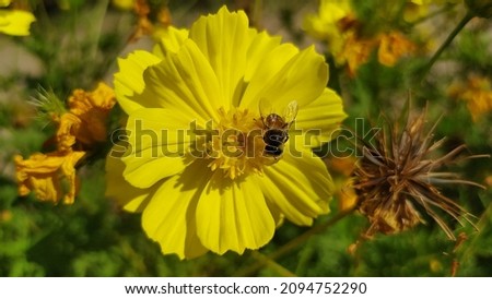  Beautiful bright yellow colour flower with natural green blur back ground  with honeybee  