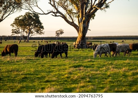 Close up of Stud speckle park Beef bulls, cows and calves grazing on grass in a field, in Australia. breeds of cattle include speckle park, murray grey, angus, brangus and wagyu on long pasture  Royalty-Free Stock Photo #2094763795