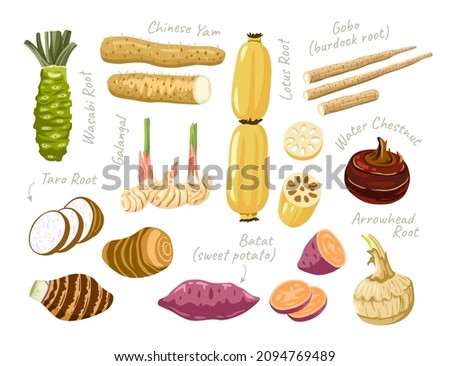 Lotus, wasabi, taro, arrowhead roots. Water chestnut, gobo root, batat, chinese yam. Set of asian vegetables, ingredients for cooking. Vector flat illustrations. Royalty-Free Stock Photo #2094769489