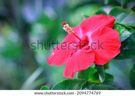 Red hibiscus flower with bokeh background