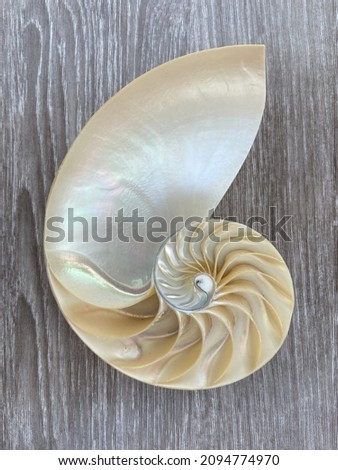 shell pearl half cross section spiral shell golden ratio structure growth close up shell pompilius nautilus on grey wood background - stock photo photograph