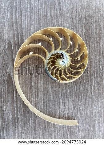 nautilus shell symmetry Fibonacci half cross section spiral golden ratio structure growth close up ( pompilius nautilus ) stock, photo