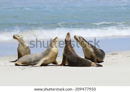 Australian Sea lions, Seal Bay, Kangaroo Island, South Australia