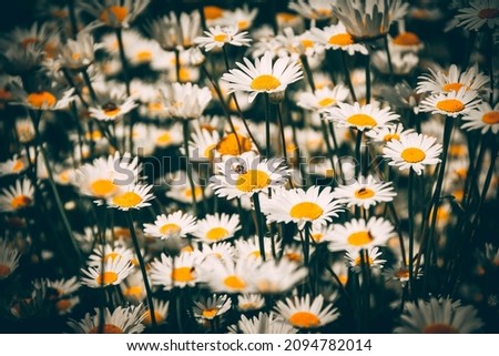 Summer field of daisies in flowering season