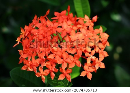 Orange color of ashoka flower with dark background