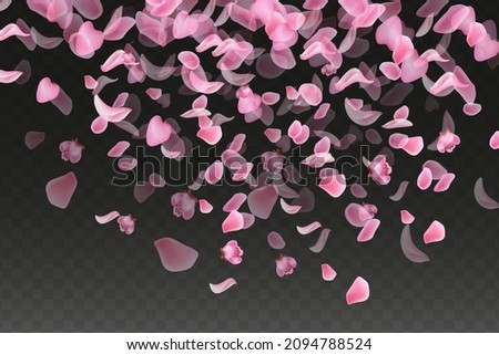 Pink falling sakura petals.Nature horizontal   black transparent  background.