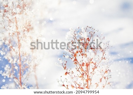 Blurred frozen grass. Winter abstract background. Landscape. outdoor