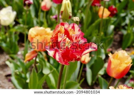 Garden tulip, large-flowered, Dutch selection. Large flower beds with tulips. Ball of tulips in the Nikitsky Botanical Garden. Crimea. Yalta.