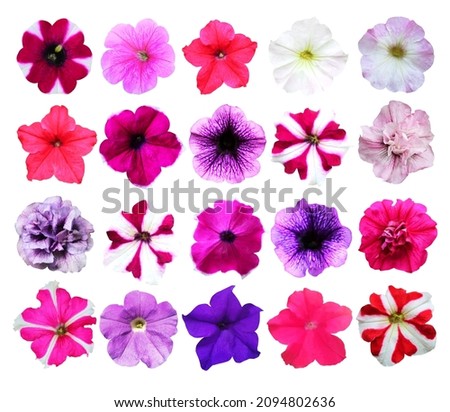 Beautiful colorful petunia flowers set isolated on white background. Natural floral background. Floral design element