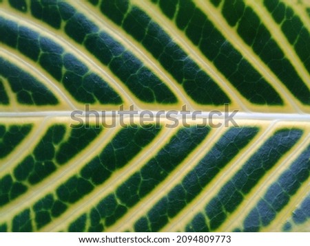 Excotic Textures and veins of green and yellow houseplant leaf.