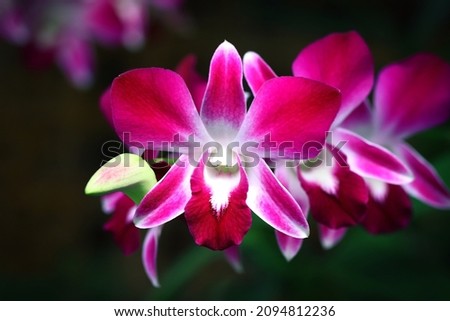 Purple color orchid flower with dark background