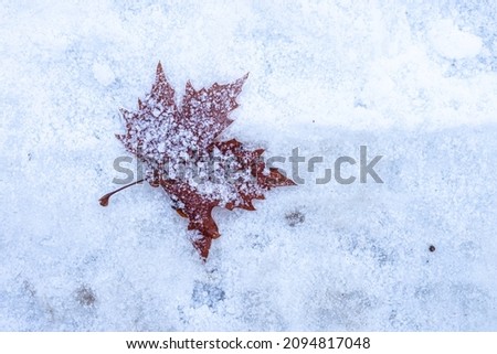 Autumn leaf, on fresh snow, and covered with frost; night frost, frost and winter. 
 Royalty-Free Stock Photo #2094817048