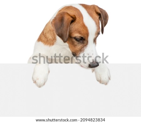 jack russell terrier puppy looks above empty white banner. isolated on white background Royalty-Free Stock Photo #2094823834