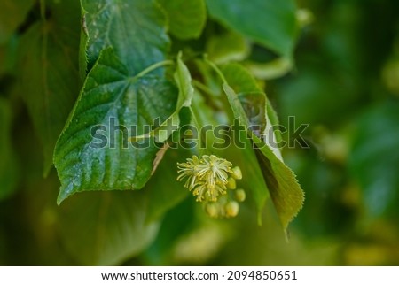 linden blossom in summer time.Linden flowers are a medicinal product used in folk medicine