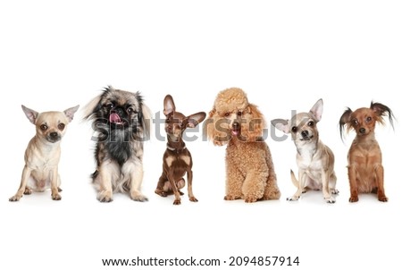 Beautiful dogs that live in Southeast Asia. Photo on a white background.