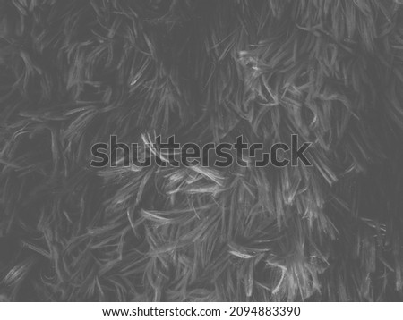 Black clean wool texture background. light natural sheep wool. black seamless cotton. texture of fluffy fur for designers. close-up fragment white wool carpet.	