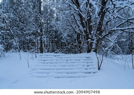 Winter day in forest with snow