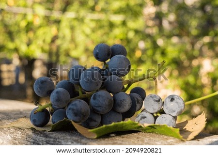 Bunch of ripe grapes with green leaf and beautiful background. Close-up of bunch of black grapes Royalty-Free Stock Photo #2094920821