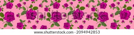 Panorama festive ornament of striped roses on a pink background. Beautiful floral pattern.