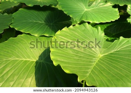 Exotic evergreen and bright leave pattern