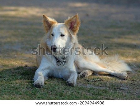 dog chilling in nature forest woods white and brown amsterdam