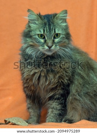 brown fluffy siberian cat on a ginger background