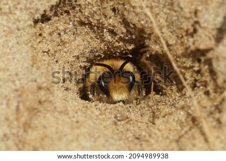 Closeup on a male Early cellophane bee, Colletes cunicularius, peaking out of the underground nest in a sandy soil Royalty-Free Stock Photo #2094989938