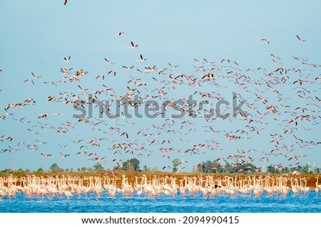 Group of Flamingos (Phoenicopterus roseus) flying above water in Ebro Delta