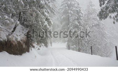 snowfall in Murree, khair Gali in forest on top of beautiful mountains. Snow falling, blue sky and white snowfall. Nature View in khaira Gali with trees covered by snowfall.