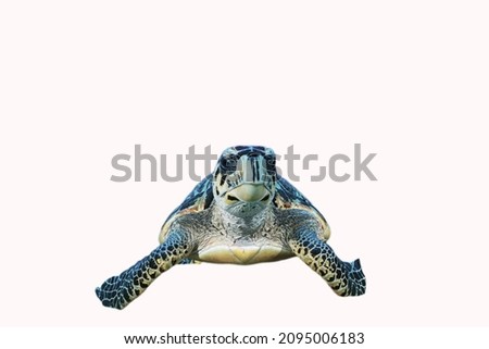 A shot of a hawksbill turtle cropped out of its original scene and given a solid white background  