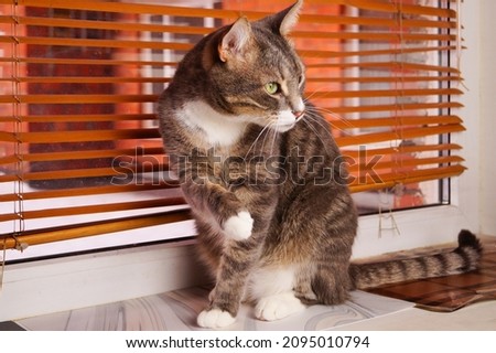 A striped cat sits on the windowsill and looks into the distance. There is a brick background outside the window.