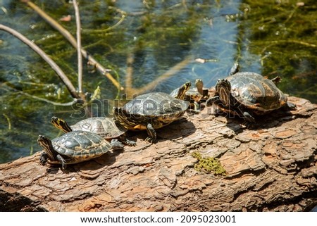Turtles with the scientific name "Testudinata" taking sun at Lagoa Azul