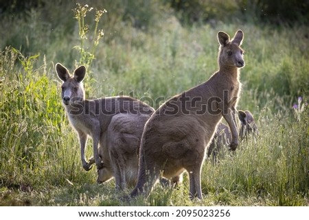 A selective focus shot of Eastern grey kangaroos in long grass at sunset in Melbourne, Australia