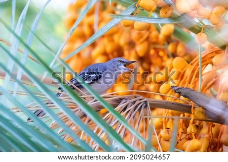 A Northern Mockingbird perched in a Date Palm tree full of orange dates, a sweet fruit it likes to include in its diet.