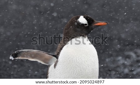 A portrait of a cute Gentoo penguin during the snowfall in Antarctica with a blurry background
