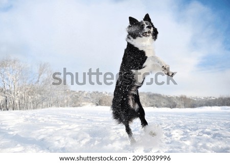Border collie dog jumping hight at the snowy park
