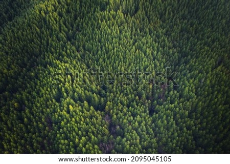 Green background Douglas Fir Trees in Oregon, aerial view  Royalty-Free Stock Photo #2095045105