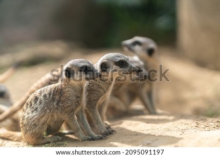 A selective focus shot of meerkats (Suricata suricatta)