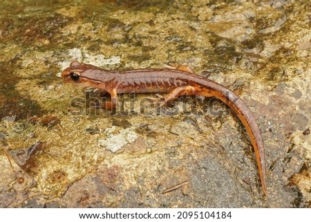Closeup of an adult male Ensatina eschscholtzii salamander from Northern California sitting on a stone