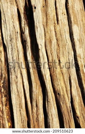 bark wood texture background